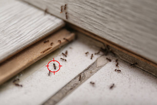 Best Rat Extermination Near Me  in Lafayette, OR