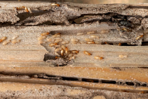 Best Affordable Pest Control Services  in Lafayette, OR
